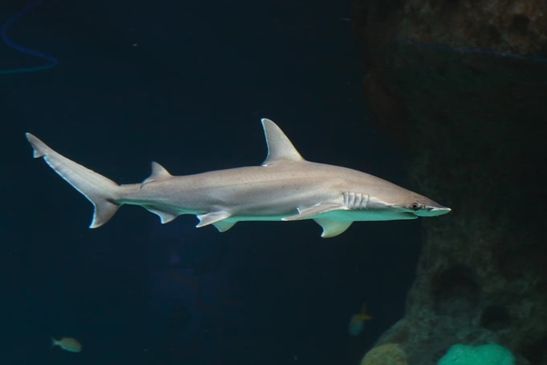 The Florida Aquarium Image #3