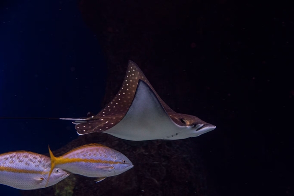 The Florida Aquarium Image #5