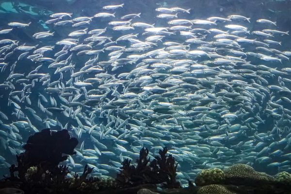 The Florida Aquarium Image #7