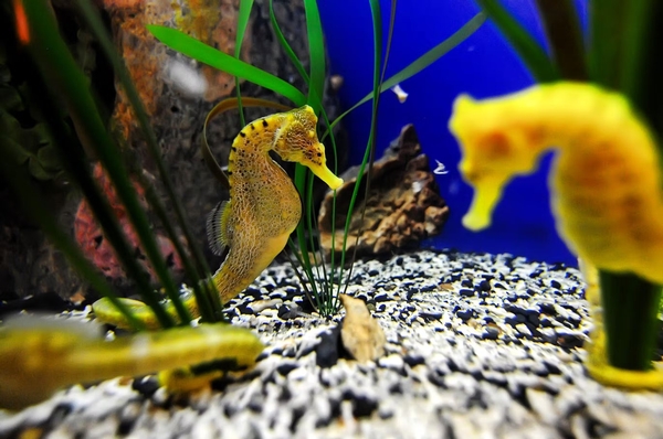 The Florida Aquarium Image #8