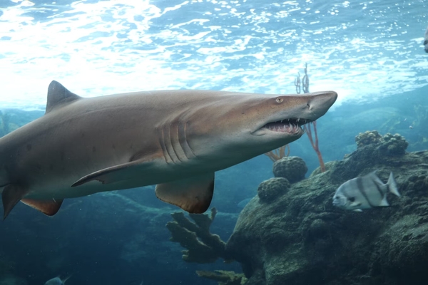 The Florida Aquarium Image #10