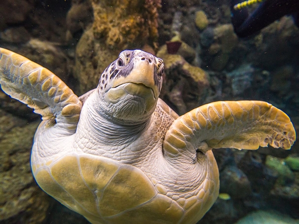 The Florida Aquarium Image #11