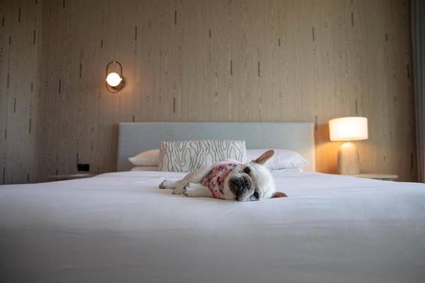 Kimpton - Hotel Palomar South Beach by IHG Image #10 Kimpton - Hotel Palomar South Beach by IHG Image #10
