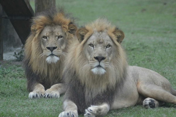 Lion Country Safari Image #13 Lion Country Safari Image #13